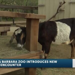 Santa Barbara Zoo's new goat brushing encounter