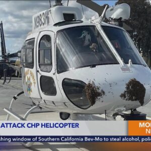 Swarm of honeybees ground CHP helicopter