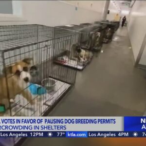 L.A. City Council passes temporary moratorium on dog breeding amid shelter overcrowding 