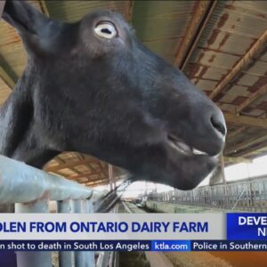 12 goats stolen from local family-owned dairy farm