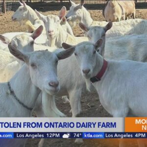 12 goats stolen from local family-owned dairy farm 