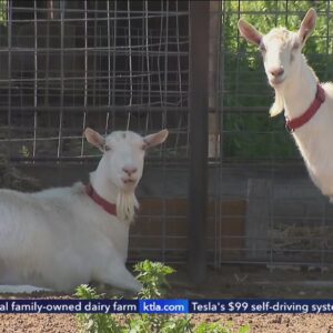 12 goats stolen from local family-owned dairy farm 