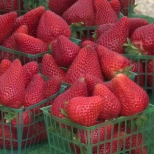 Annual Strawberry Festival opens three-day run at the Santa Maria Fairpark
