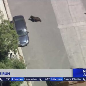 Bear leads authorities in chase in Castaic