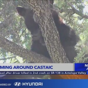 Bear roaming the streets of Castaic