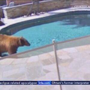 Bear spotted relaxing in Burbank backyard pool