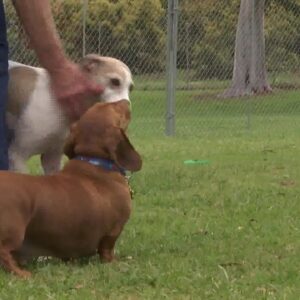 C-DOG off leash dog park opens in Carpinteria