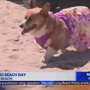 Corgi Beach Day takes over Huntington Beach