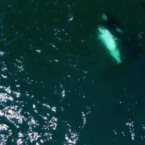 Incredible drone footage shows killer whales return to Southern California waters