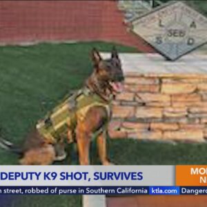 Los Angeles K-9 deputy survives being shot during search for suspect in Compton