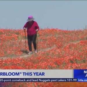 Expert: No 'superbloom' in California this year