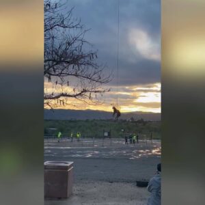 Horse rescued from Santa Ana River