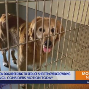 L.A. City Council considering temporary moratorium on dog breeding amid shelter overcrowding 