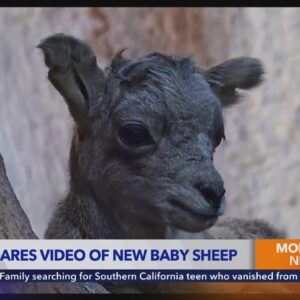 Los Angeles Zoo shares video of bighorn baby sheep lambs