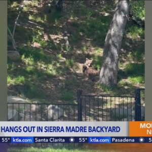 Lounging bear becomes a regular behind Los Angeles County home