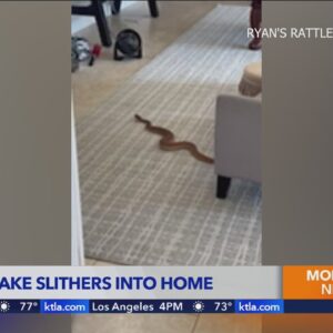 Rattlesnake slithers into Inland Empire home