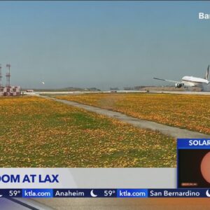 Superbloom spotted at LAX