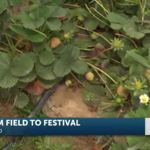Berry Extravaganza: California Strawberry Festival Returns to Ventura County Fairgrounds