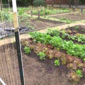A community garden is helping with food supplies