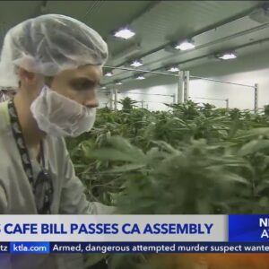 California’s cannabis cafe bill passes State Assembly