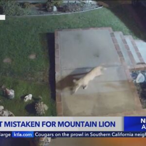 Cat stalking Southern California neighborhood is not a mountain lion