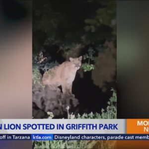 Cougar spotted in Griffith Park