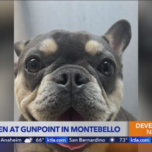 L.A. County couple shaken after French Bulldog stolen from them at gunpoint