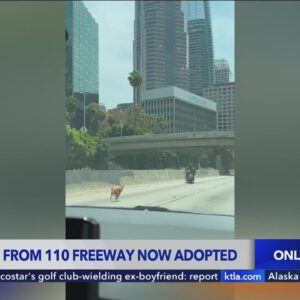 Dog saved from 110 Freeway now adopted