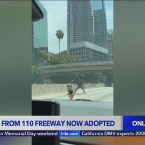Dog saved from the 110 Freeway now adopted