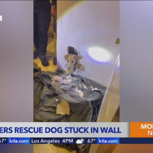 Dog trapped in wall after squeezing through crawlspace