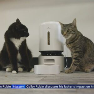 High-Tech Cat Accessories Make Pet Care Easier