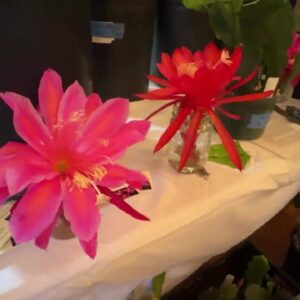 Plant show and sale benefits Santa Barbara Cactus and Succulent Society