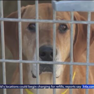 Los Angeles County animal shelters in crisis from overcrowding
