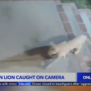 Mountain lion caught on camera