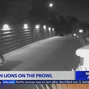 Mountain lions on the prowl in SoCal Neighborhood