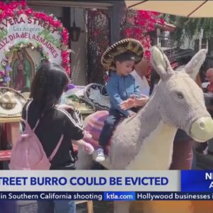 Olvera Street burro could be evicted