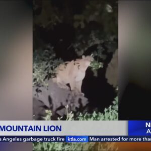 P-22 deja vu? Cougar spotted in Griffith Park