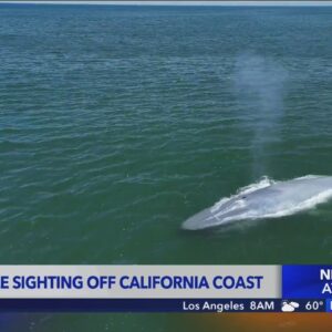 Rare blue whale spotted off Southern California coast