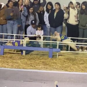 Santa Barbara Fair and Expo wraps up with pig races