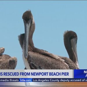 Sick, dying pelicans continue appearing at Southern California beaches