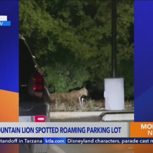 Untagged cougar spotted in Griffith Park