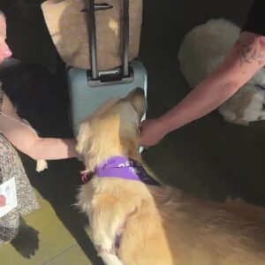 Therapy dogs provide support for passengers at Santa Barbara Airport Tuesday