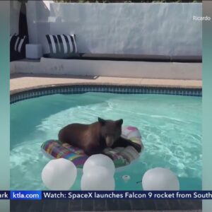 Bear enjoys pool float in San Gabriel Valley backyard