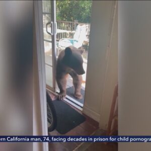 Bear wanders into kitchen for dinner in Southern California