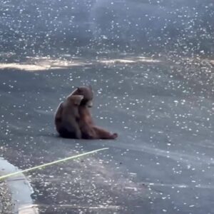 Bear-y cute footage shows mama bear, cub playing on SoCal street