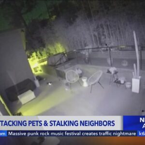 Coyotes attack pets, stalking residents in Mar Vista neighborhood