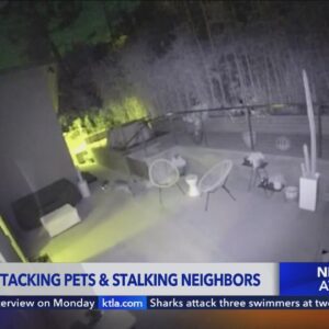 Coyotes attacking pets and stalking neighbors in Mar Vista