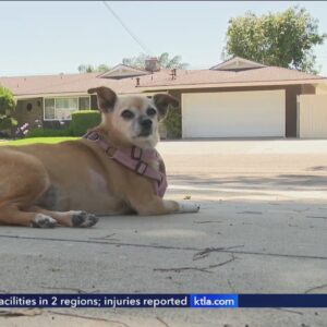 Dog hospitalized after ingesting meth at Anaheim neighborhood park