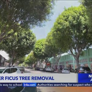 Whittier residents outraged over plan to remove ficus trees in historic district