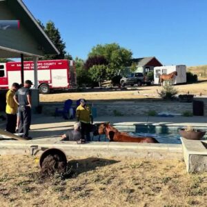 Horse gets stuck in a San Luis Obispo County pool